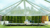 Image of 30x30 Clear Top Tent