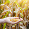 Image of 50lb Bulk Popcorn Kernels Seeds