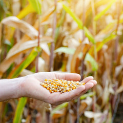 20'H Rip N Dip Gorilla with Pool by eInflatables