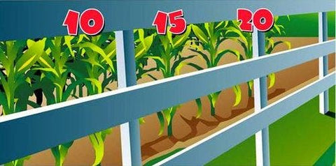 Conk the Crow Interactive Carnival Frame Game
