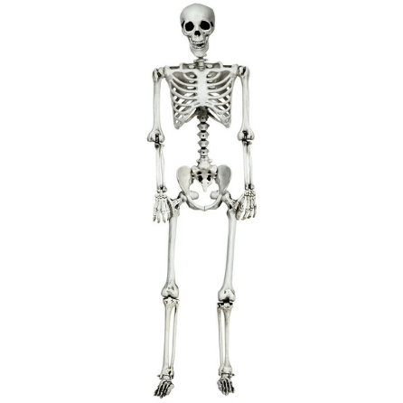 Costway Christmas Lighting & Accessories 5.4ft Halloween Skeleton Life Size Realistic Full Body Hanging by Costway 83590624 5.4ft Halloween Skeleton Life Size Realistic Full Body Hanging Costway