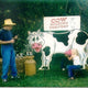 Cow Milking Contest Interactive Carnival Game, Double Sided